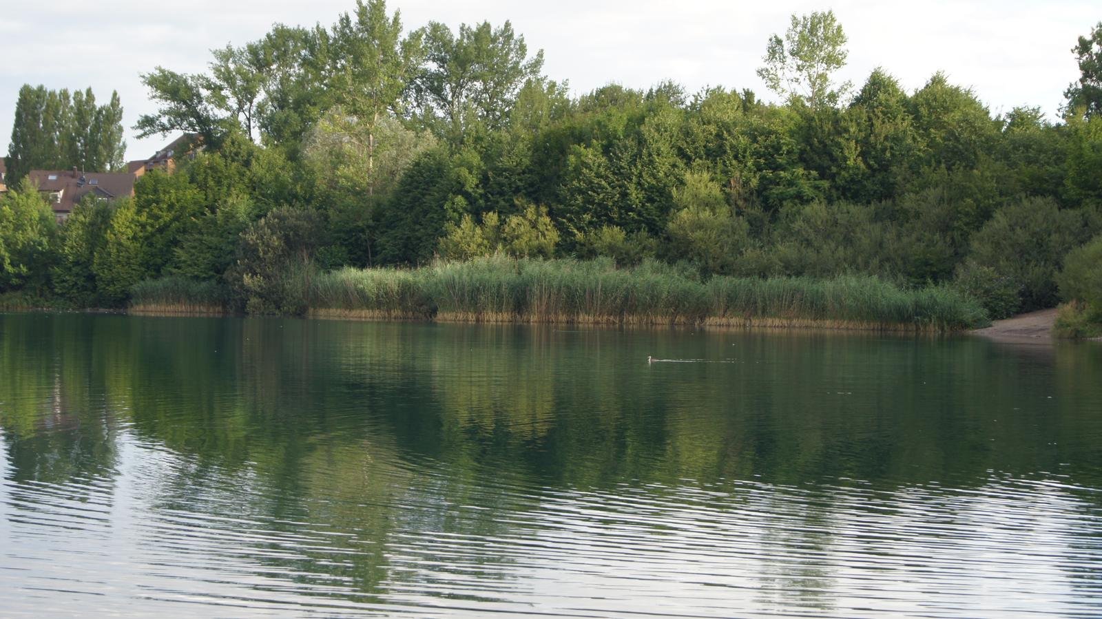 Uferbereich am Fühlinger See