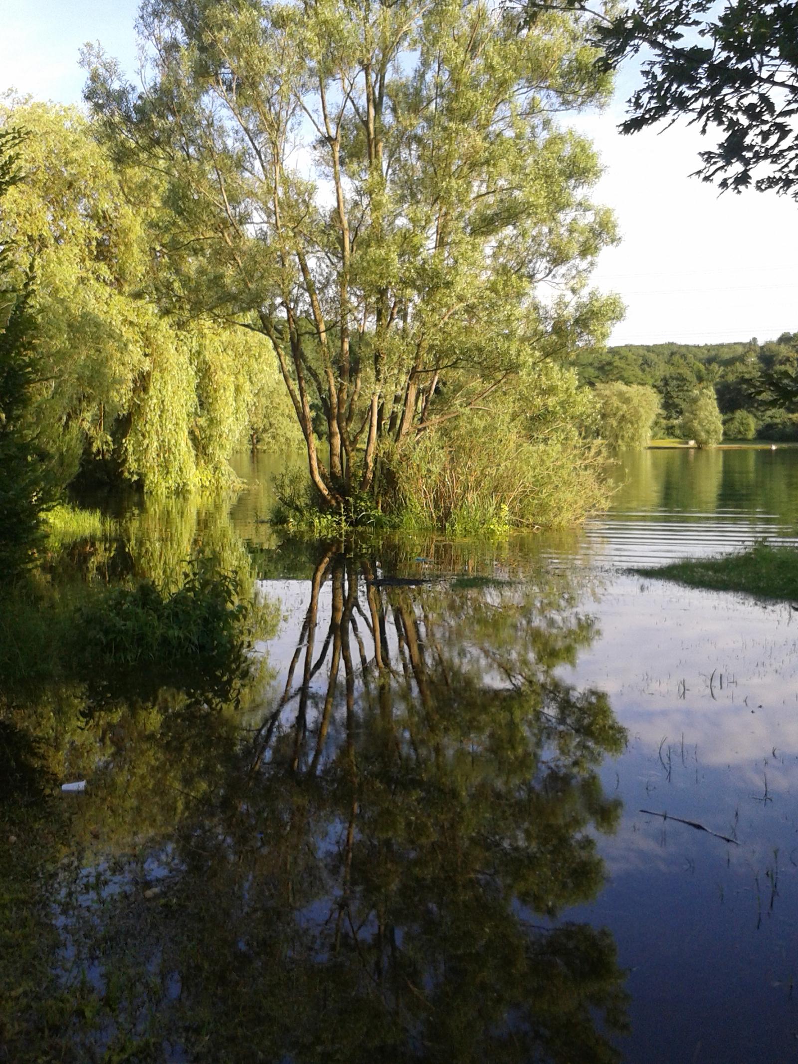 Weide am Ufer